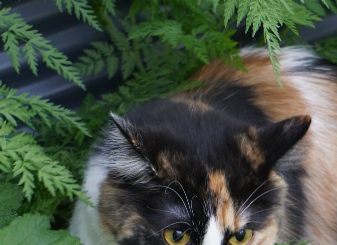 Mai 2015