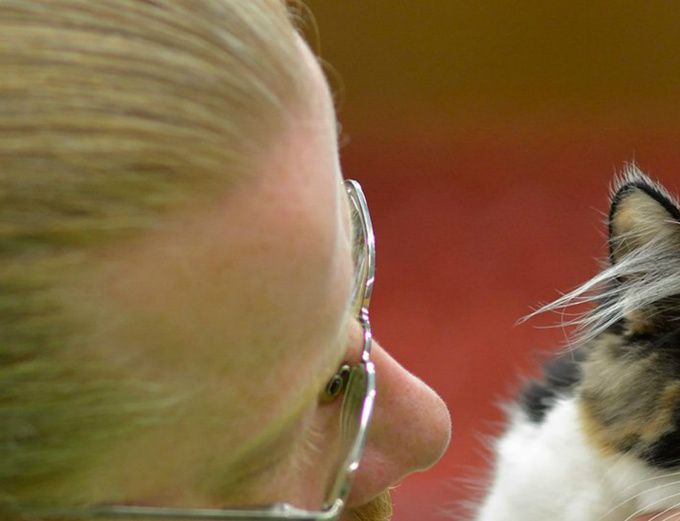 (N)CarilloCat Lady Gaga sin første utstilling. 4 måneder og 3 uker gammel.