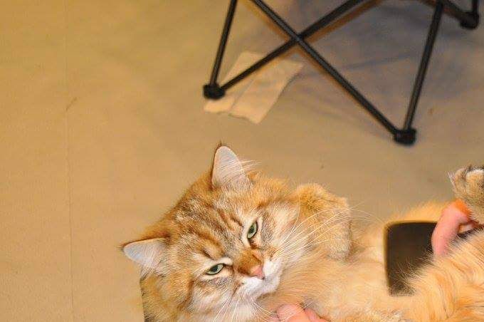 Siste finpuss for Goliat